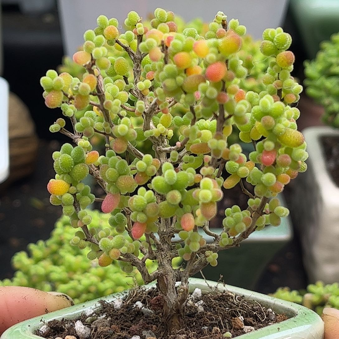 20金桔带盆优选枝干