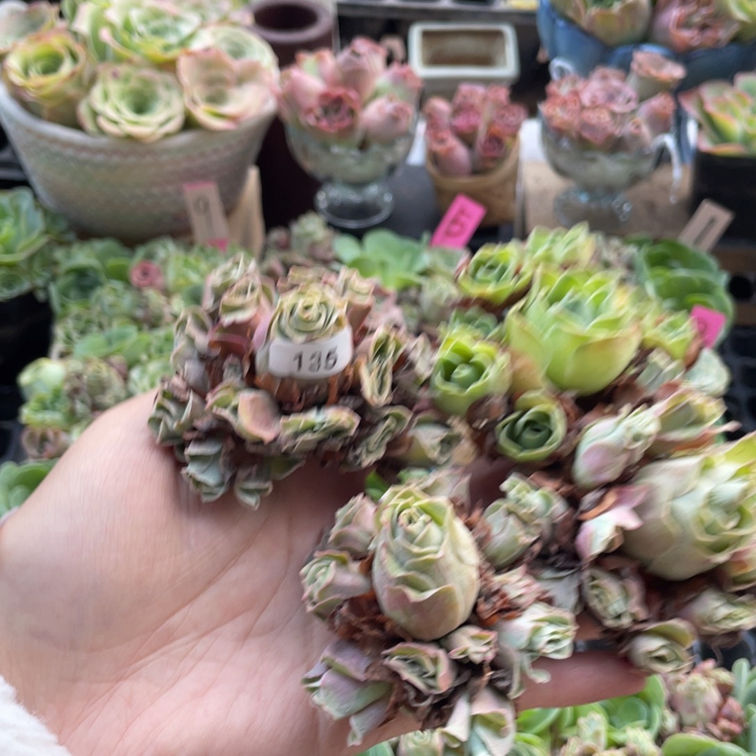 *****多肉植物山地玫瑰135四颗