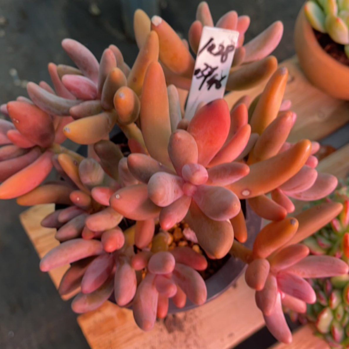 10.28多多洛精品多肉一物一