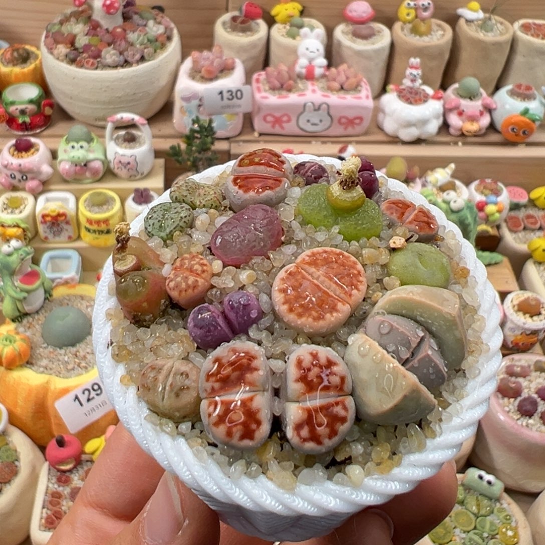 多肉植物132号彩色