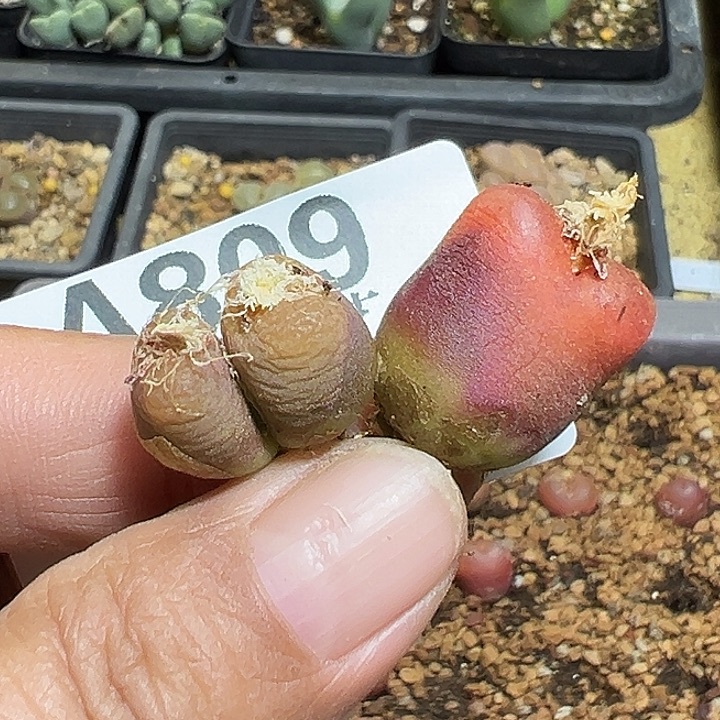 俩***！809号吕氏毛2个多肉植物