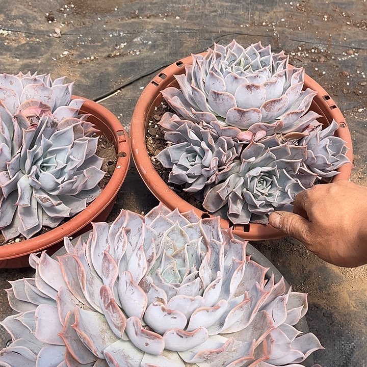 露西拿19.99多肉植物