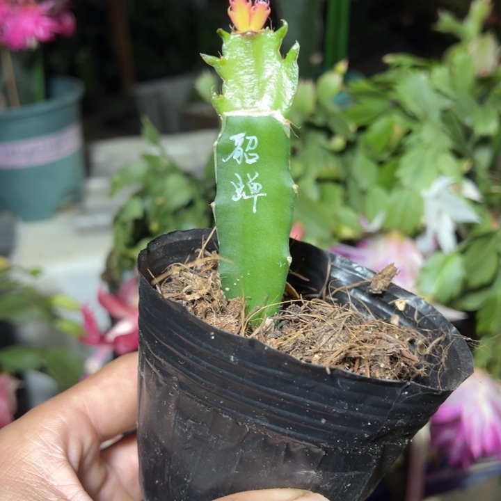 貂蝉嫁接单片小破苗一颗