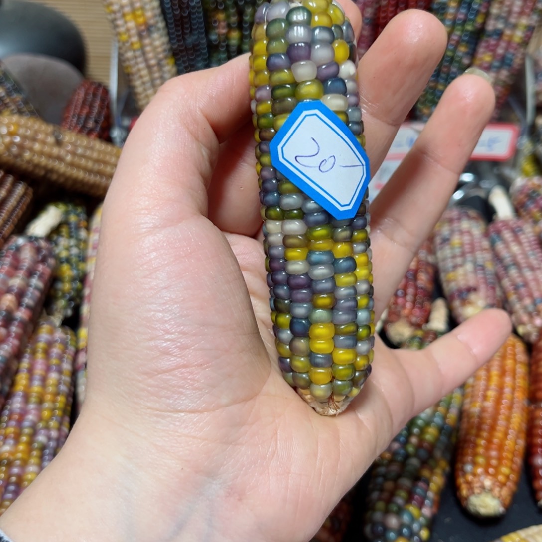 梆***梆直播间七彩文玩玉米链接