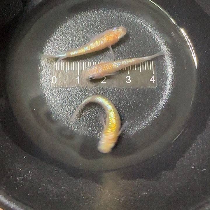 青鳉鱼观背青鱂14