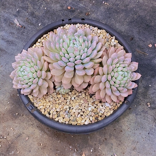 妈****体百塔翡翠多肉植物群