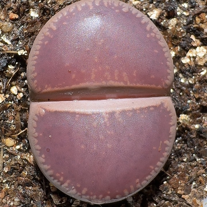 11112生石花。  277