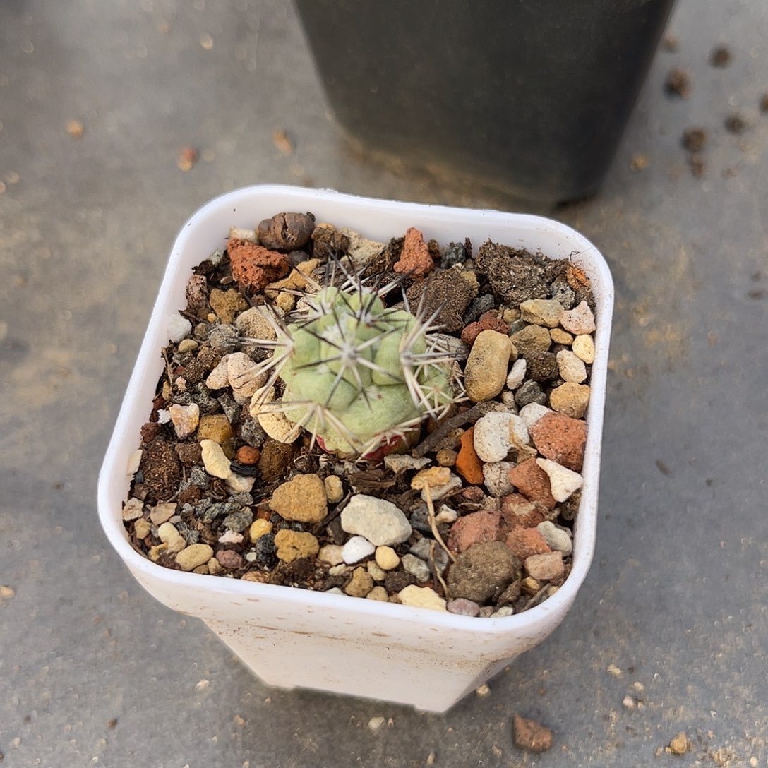 大尤帝王丸一物一拍