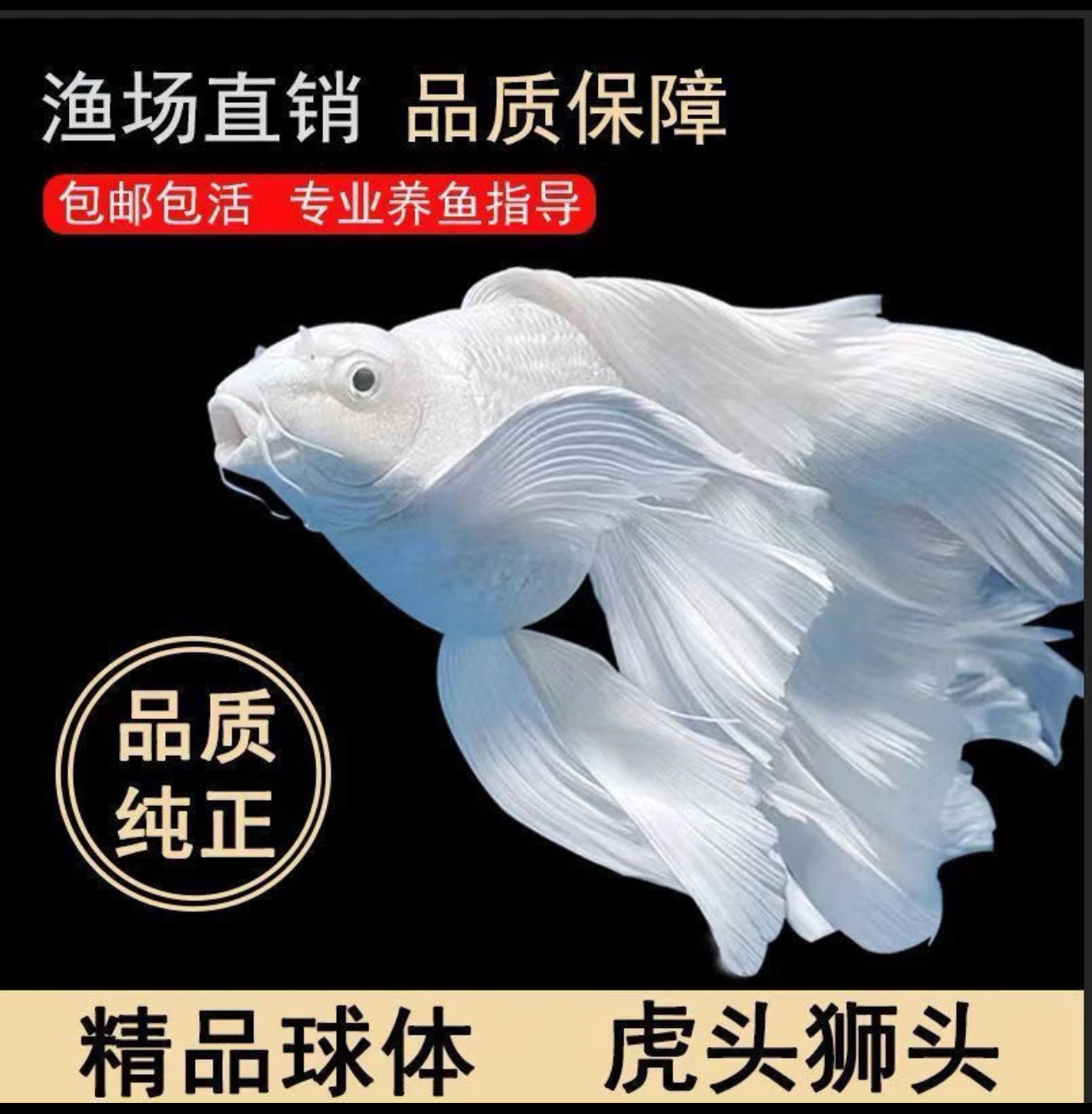 台湾纯种蝴蝶锦鲤白短球体观赏鱼大鳍大尾好养耐活11-13