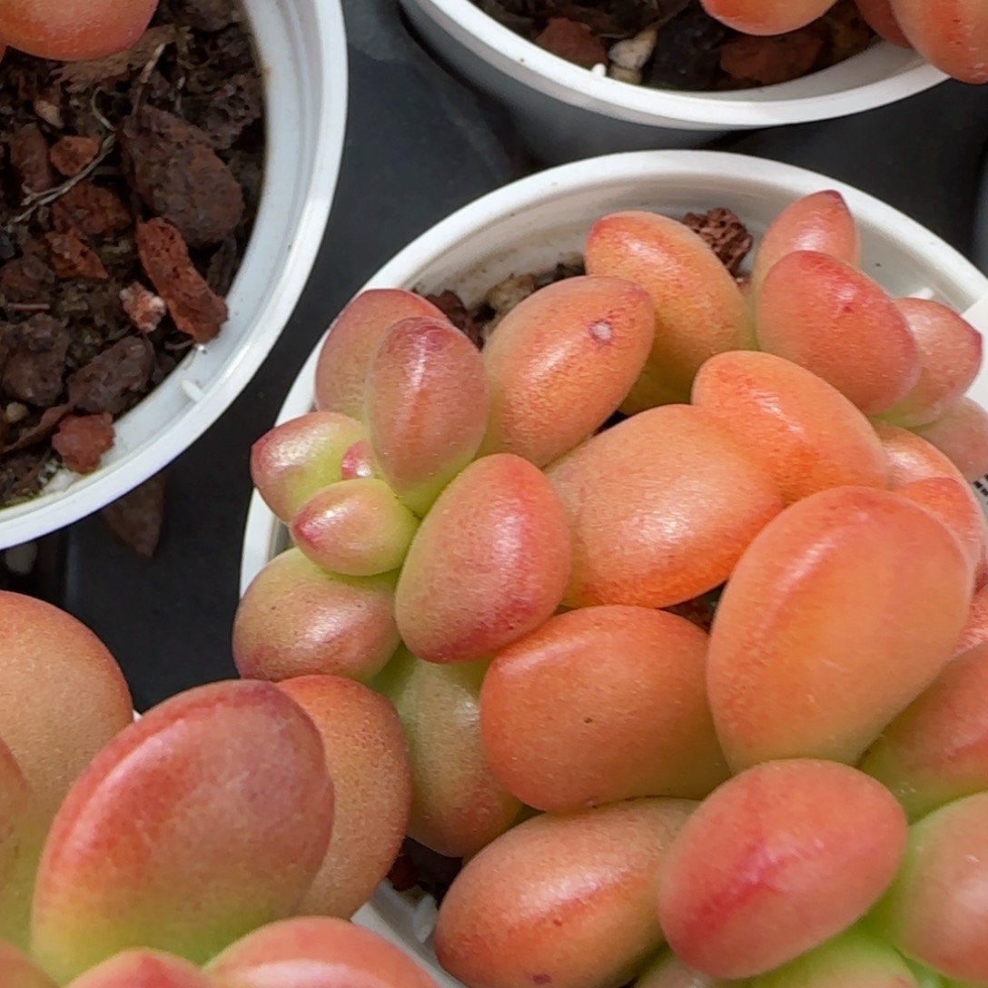 花语逸境0210-511