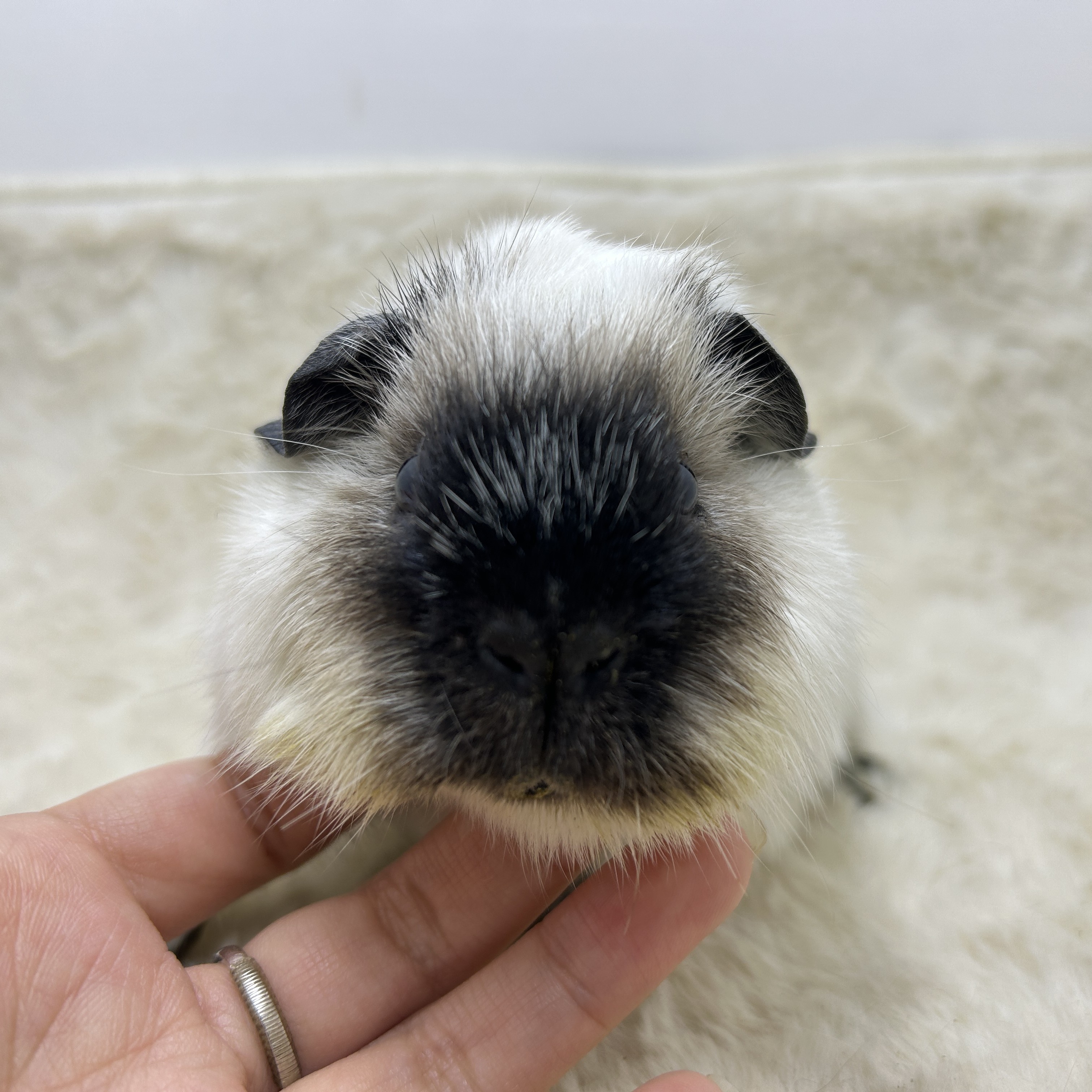 宠物豚鼠白加州弟弟(微真菌)