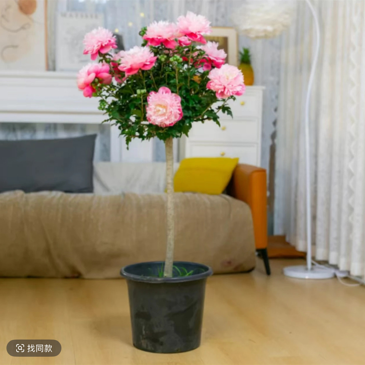 【顺丰送货上门】加大加高1.2-1.4重瓣木槿棒棒糖带花苞开花绿植