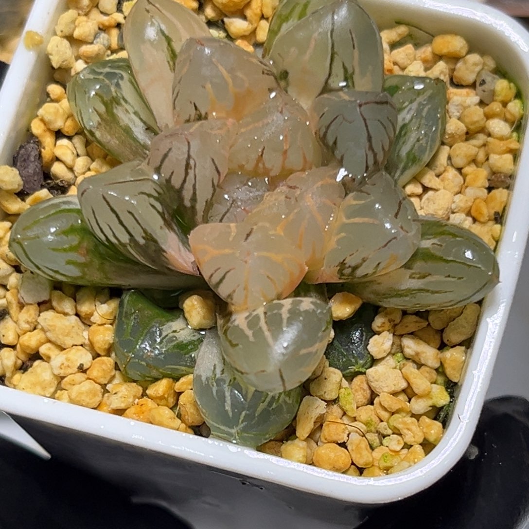 十二卷多肉1499红太阳