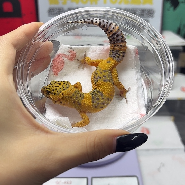 豹纹守宫翡翠 妹妹 V199