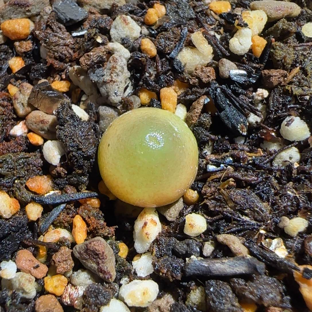 肉锥多肉植物组合-哈默1290