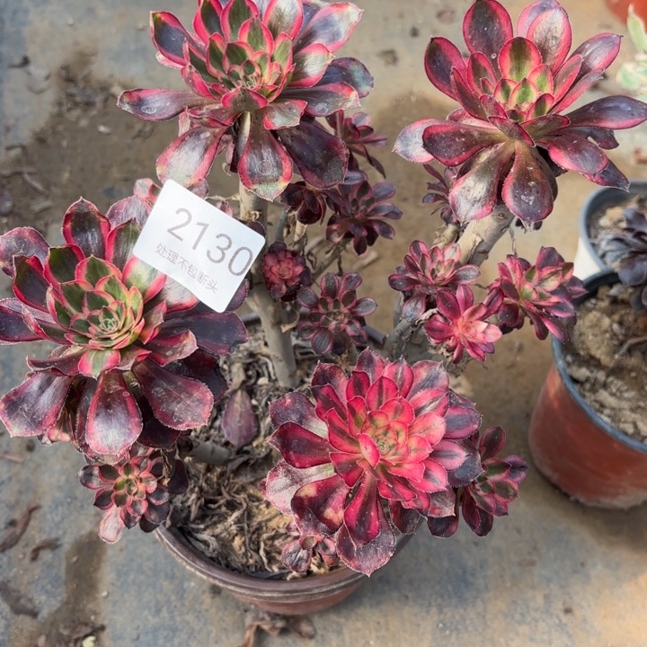 香奈儿多肉处理不包断头2130