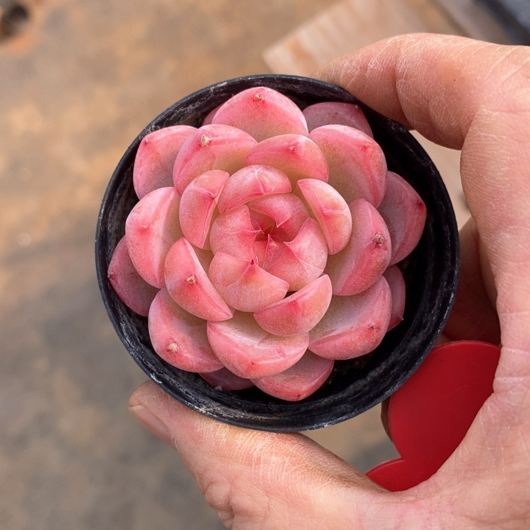 精品多肉一物一拍不包整7