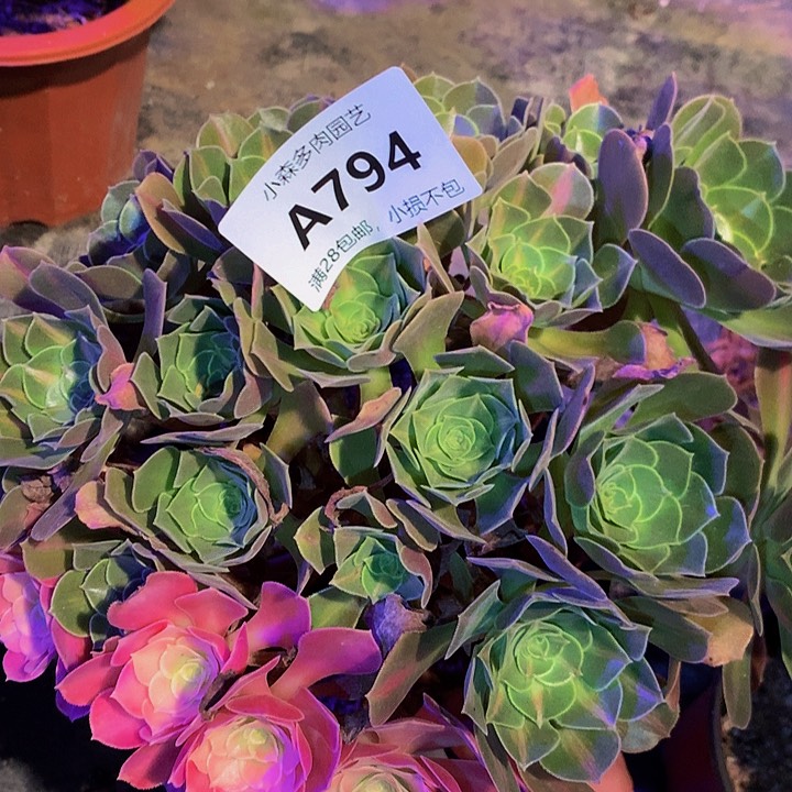 794阴阳一体不包生死