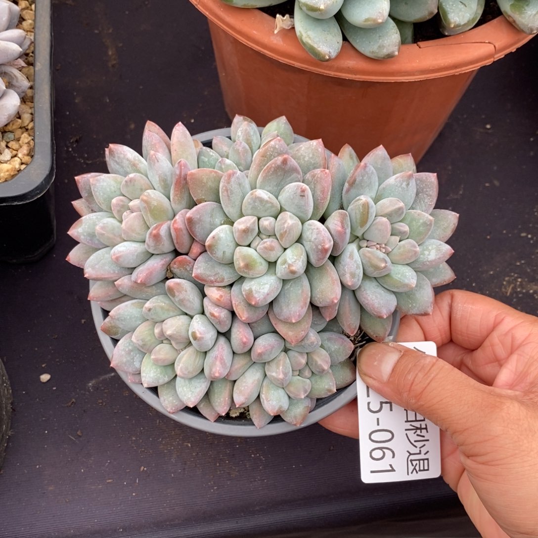 两单包邮1225-61奶糖