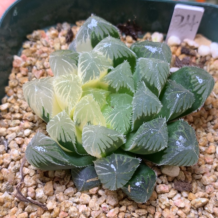 实生玉露锦带盆土发货