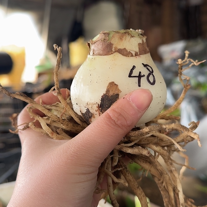 2023杂交盲盒48号有花剑 坨坨不知花色 开花无售后