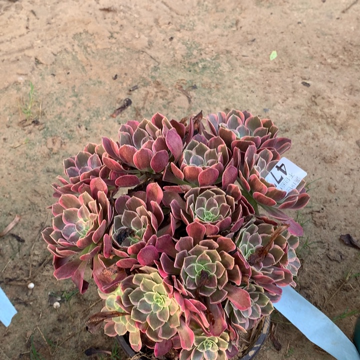 477金丝雀大绣球多肉植物