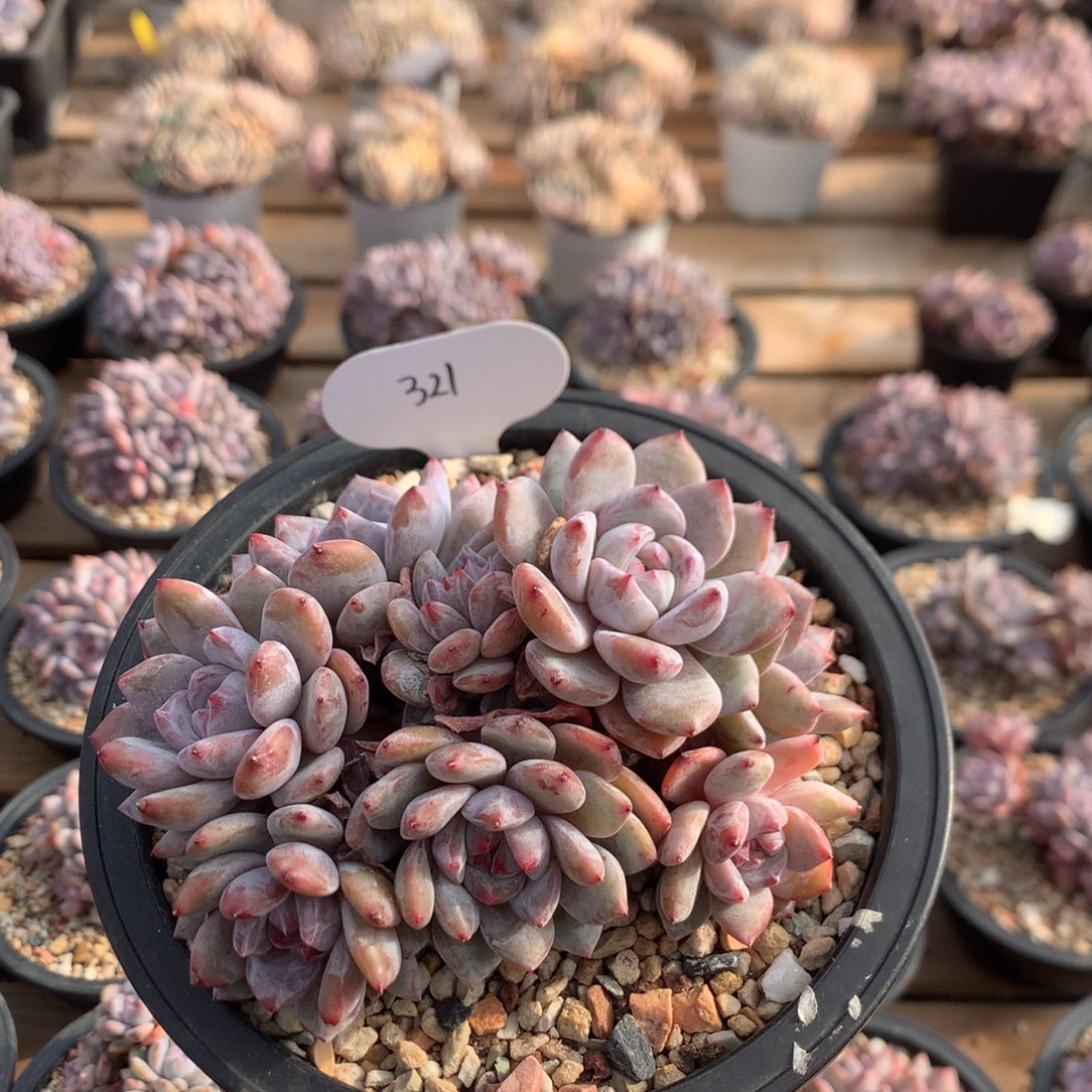 13厘米9头有砍石榴籽 特价 321