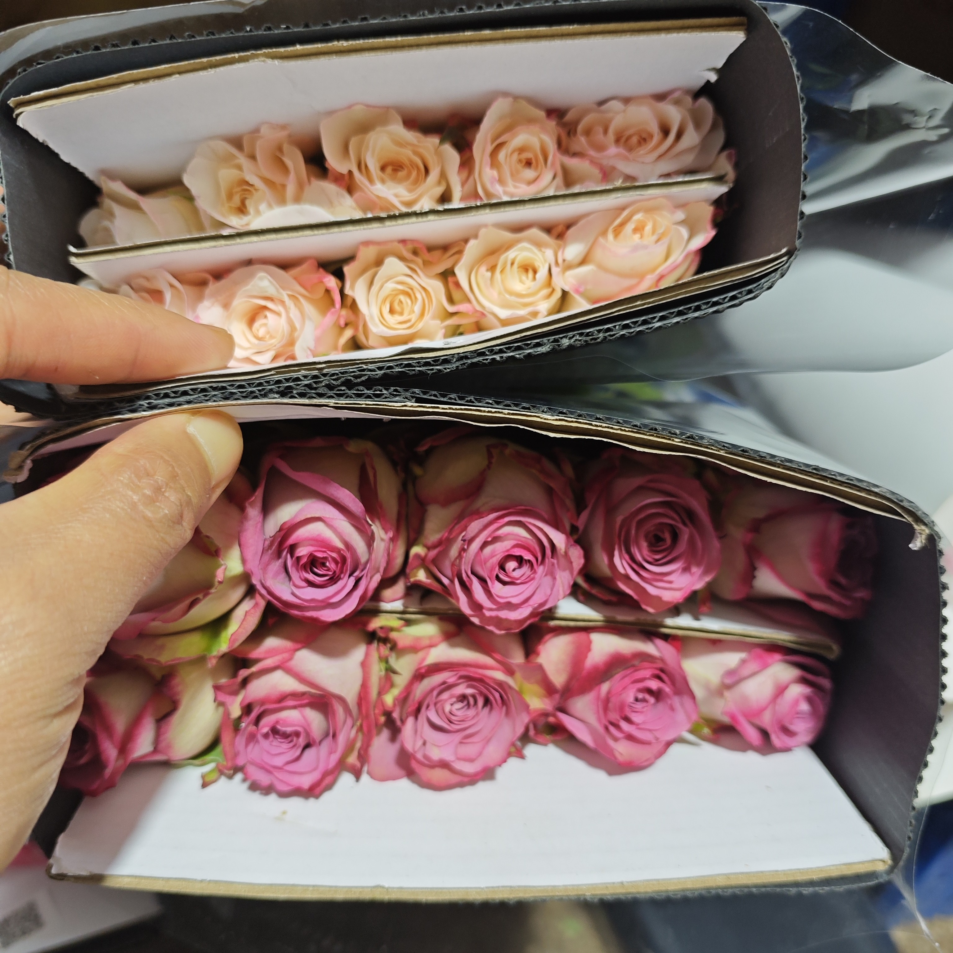 菲韵玫瑰10枝+佳人笑玫瑰10枝，2支防损