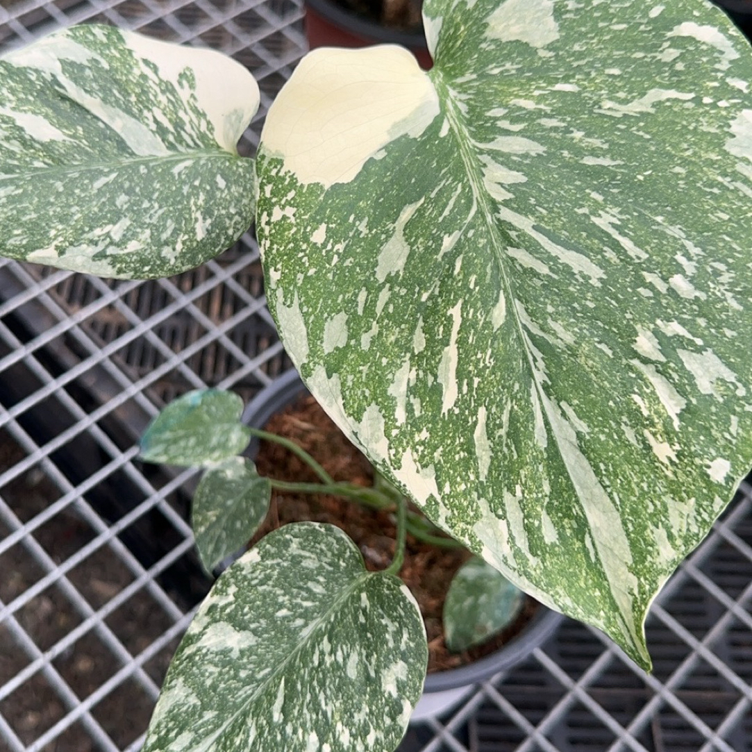 一物一拍洒金龟背竹室内大型好养