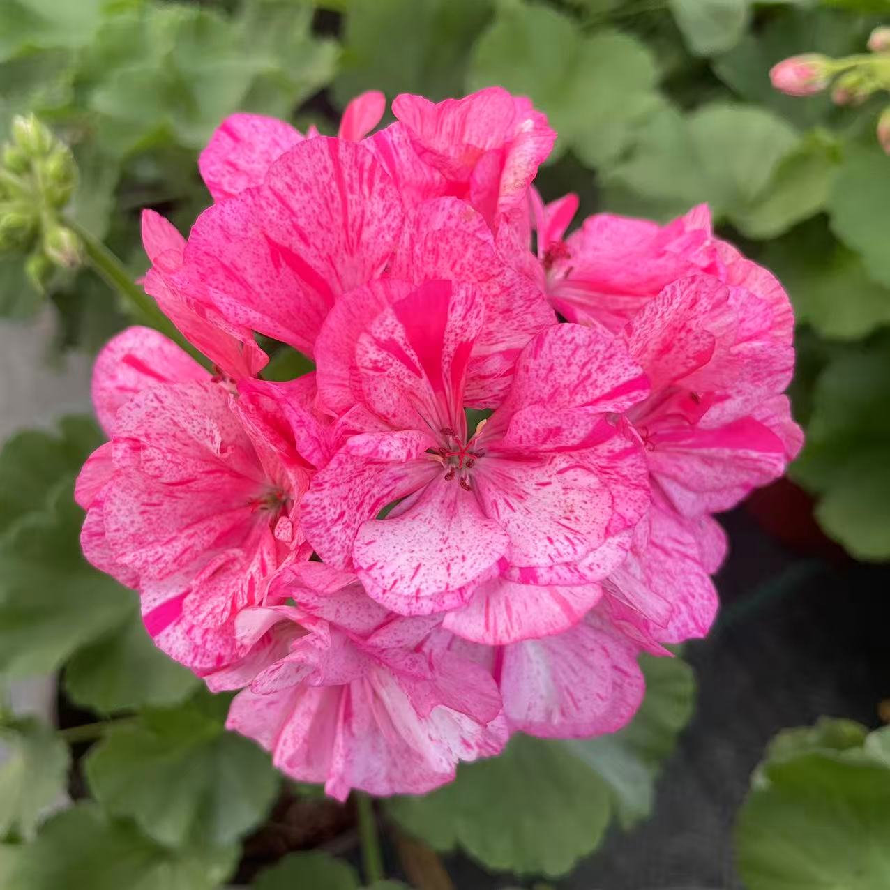 《新品蜡染舞裙》耐热勤花大花球