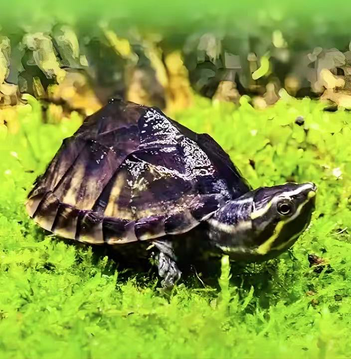 直播链接 —一物一拍