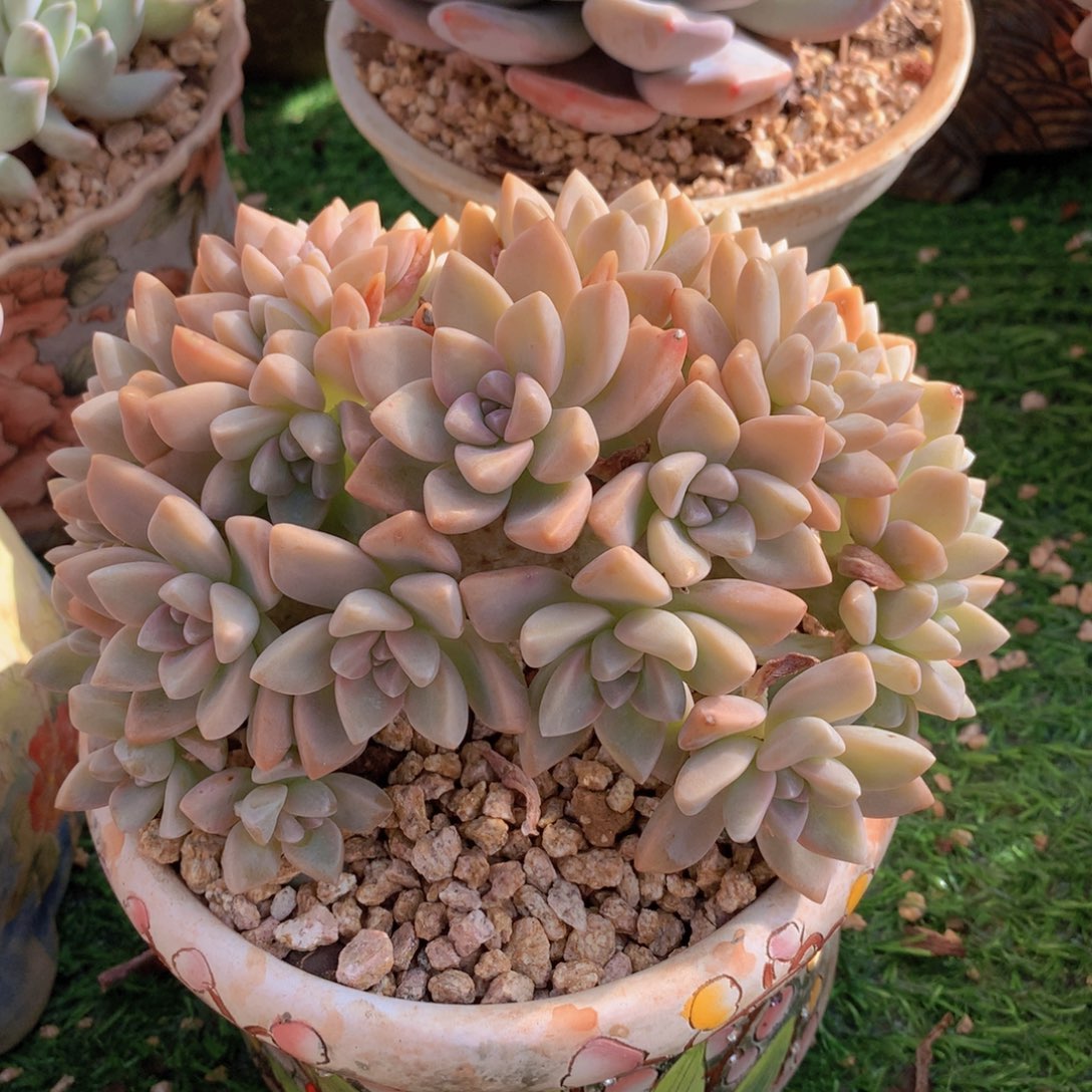 淡雪15 公分一物一拍