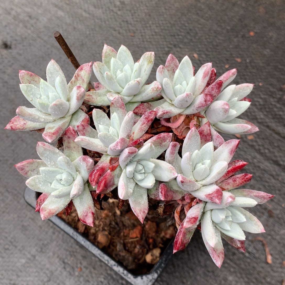 法瑞诺莎大长腿，多肉植物