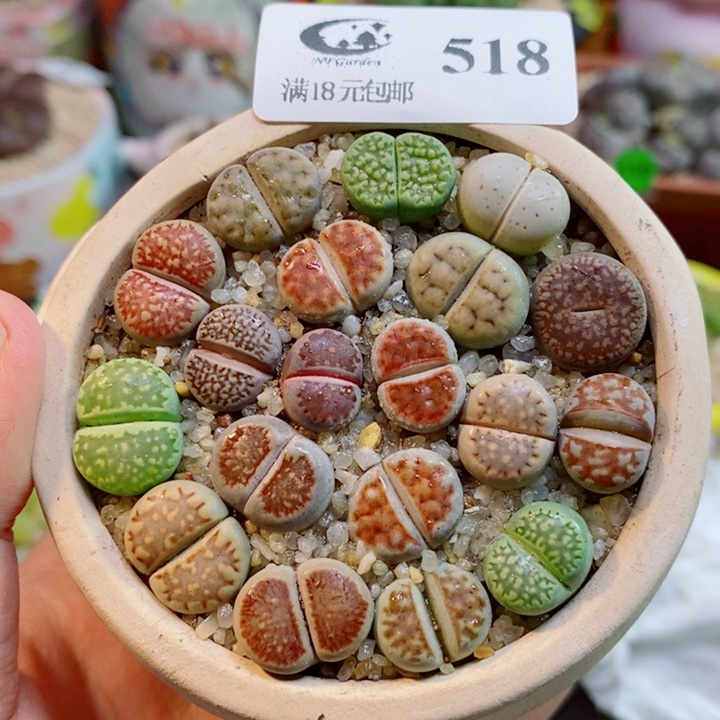生石花喜干少浇水518