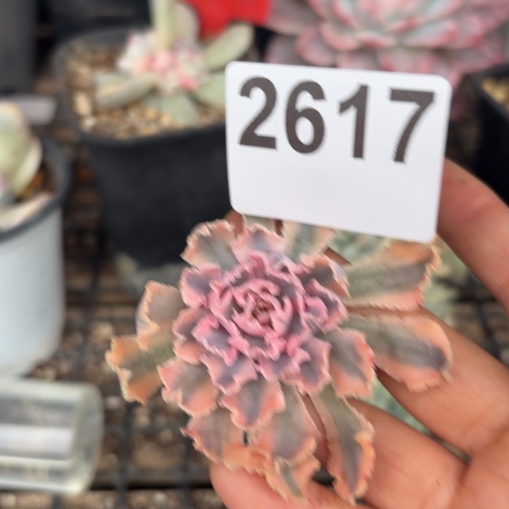 头盖锦无根多肉植物满18包邮当场凑单