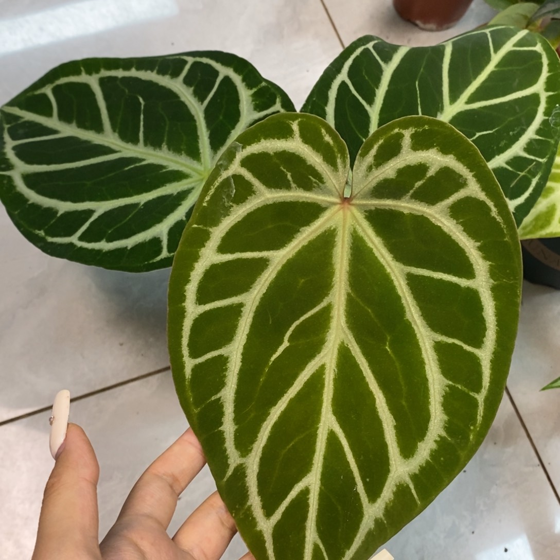 完全开放12  水晶杂