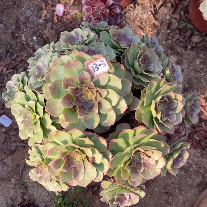 万圣节多肉植物13-3