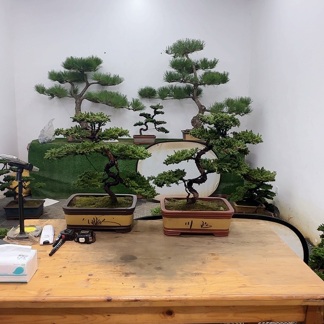 精**族盆景盆景盆景盆景