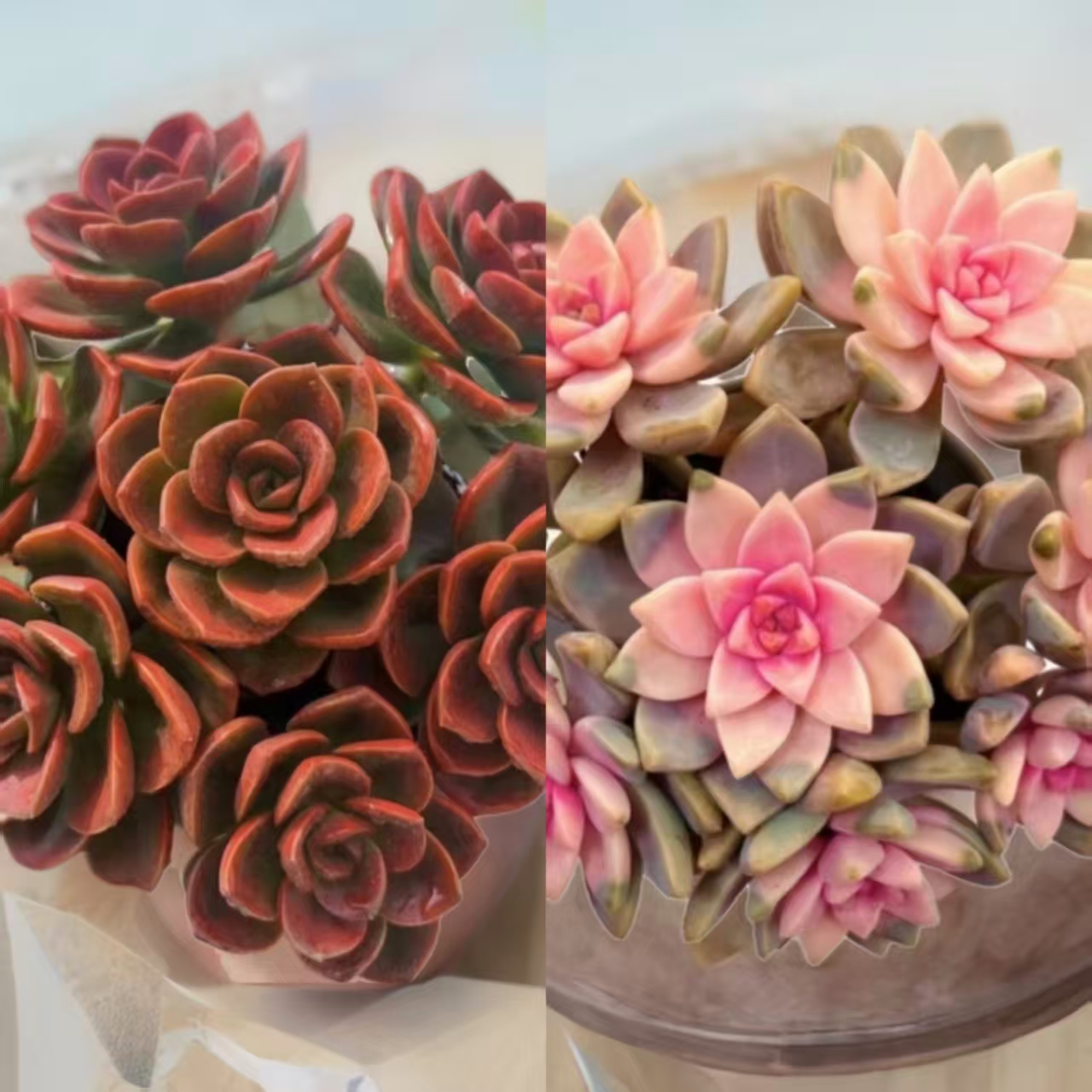 L红酒玫瑰+浪漫樱花 好养耐寒多肉活动组合 云南基地发货