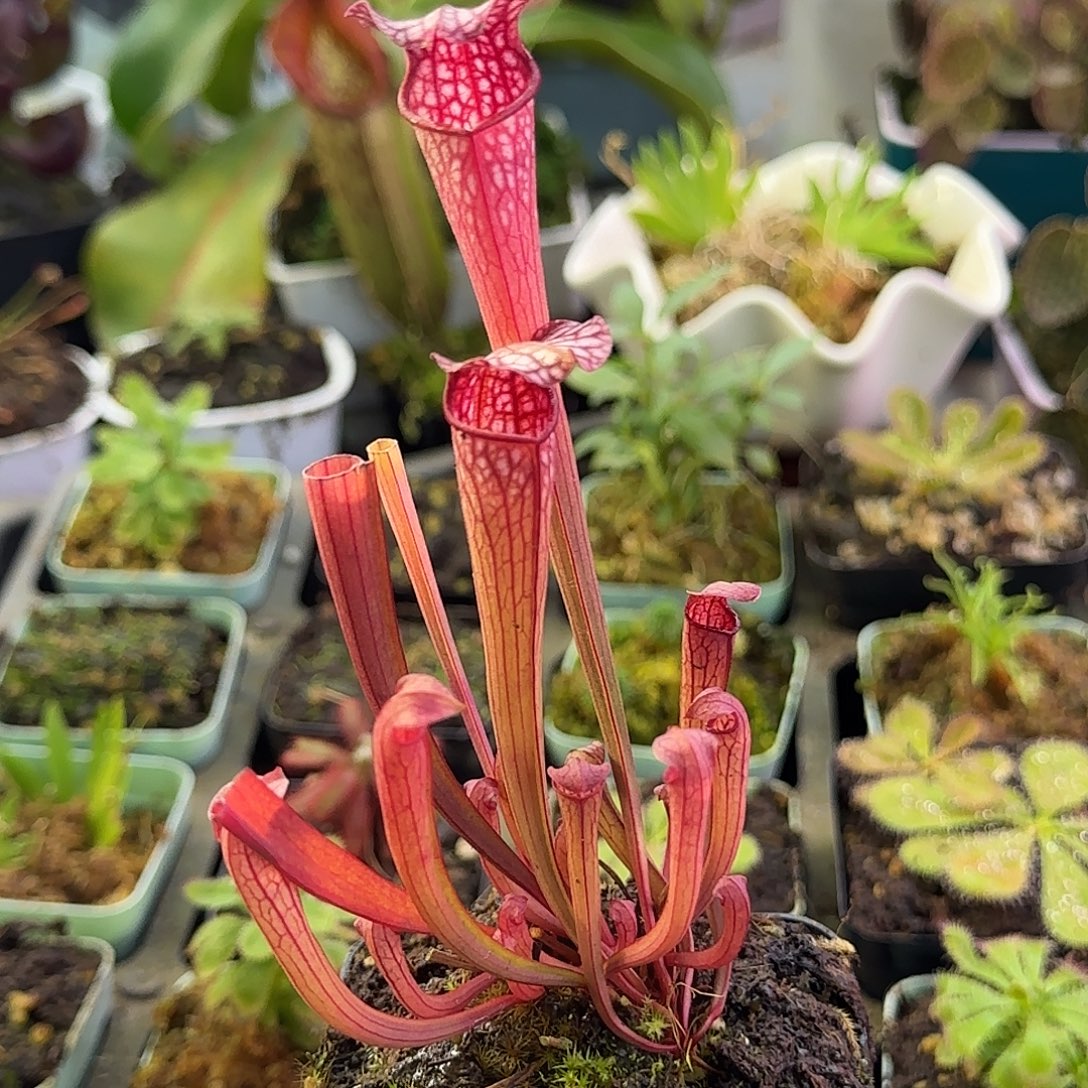 完全开放粉嘟嘟的黛安娜