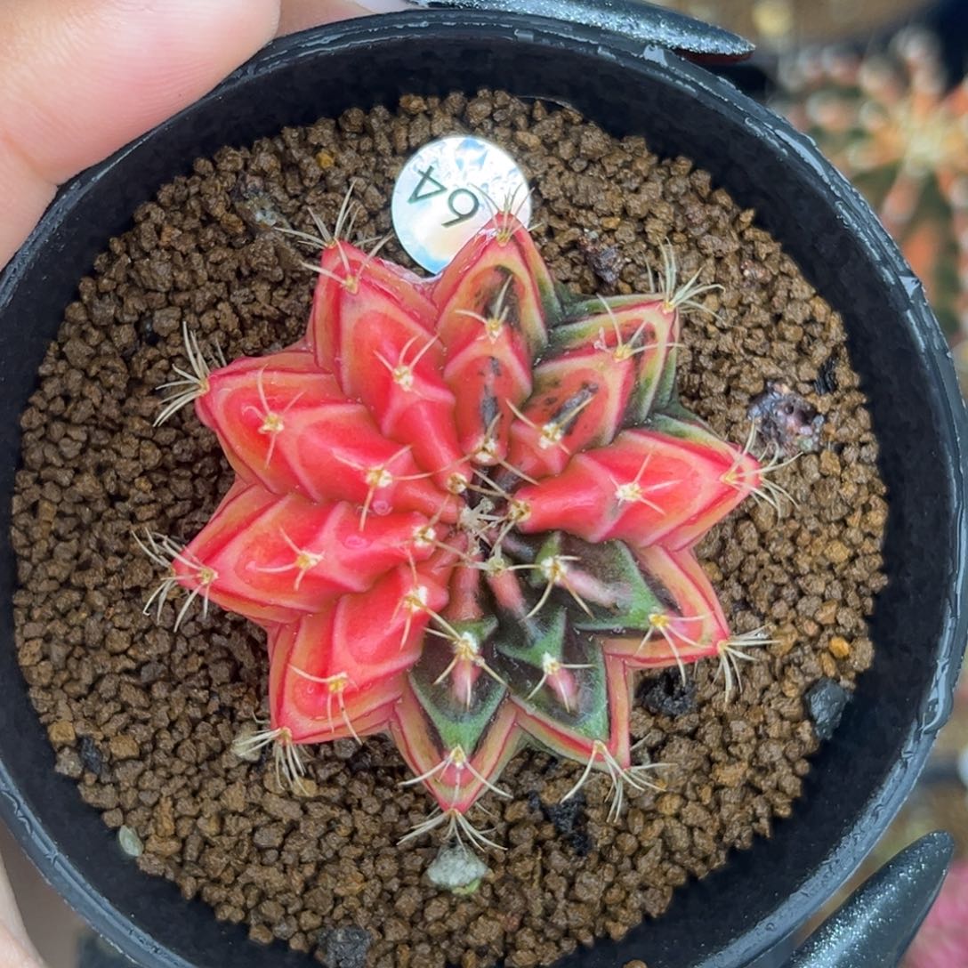 164。   带盆土发货