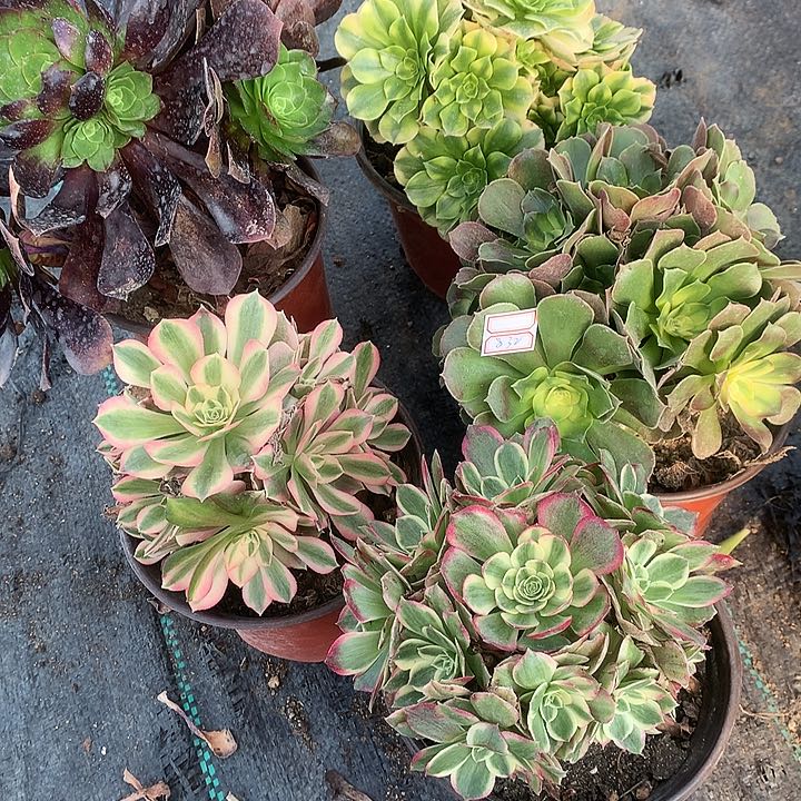 832法师5棵多肉植物