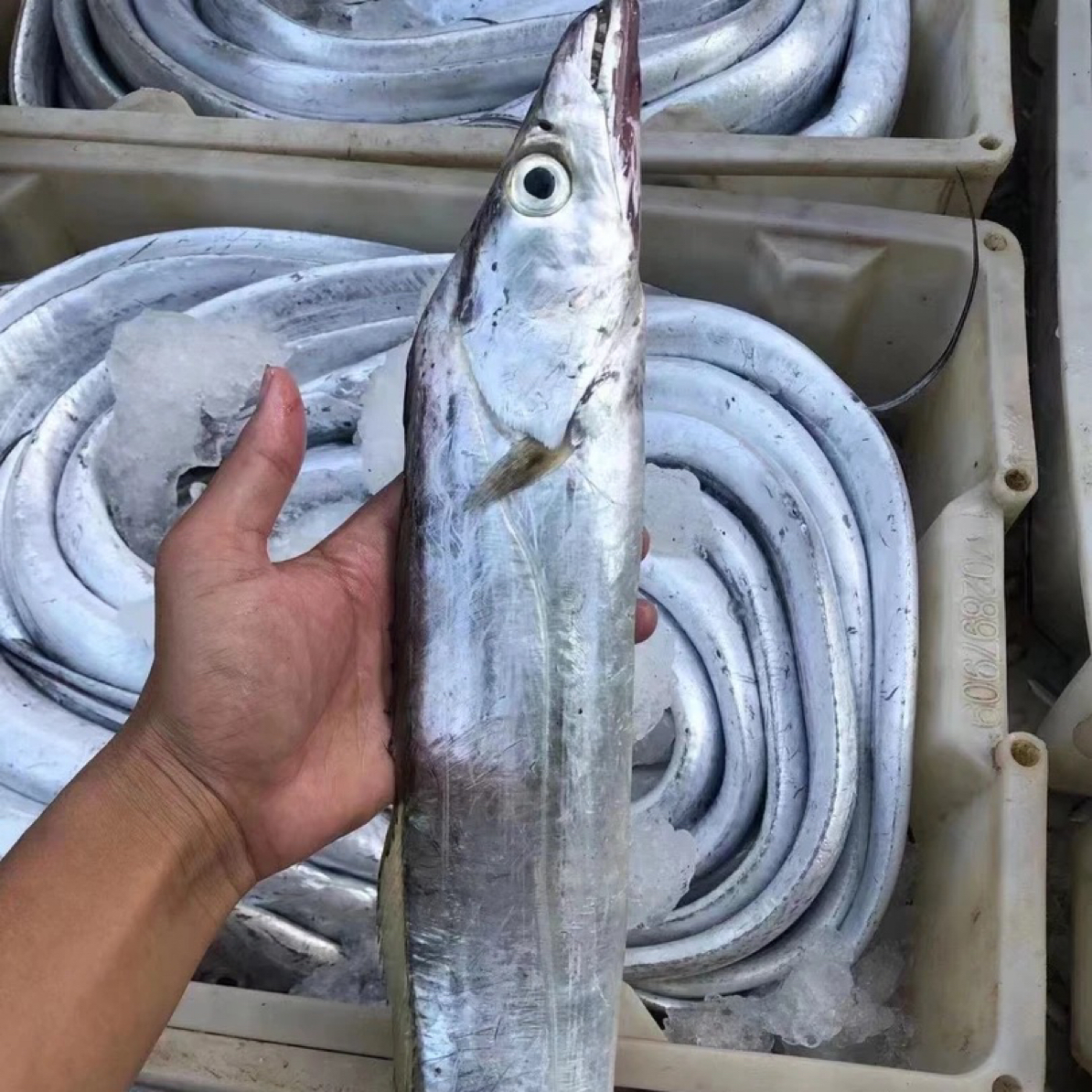 湛江天然野生带鱼 肉质细嫩可蒸可煮