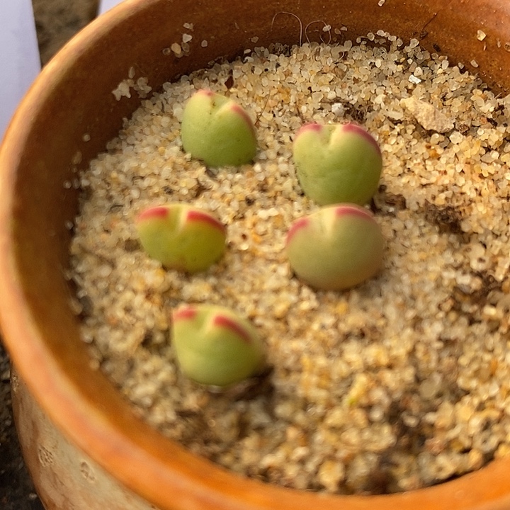 3030将杂琥珀一颗。   