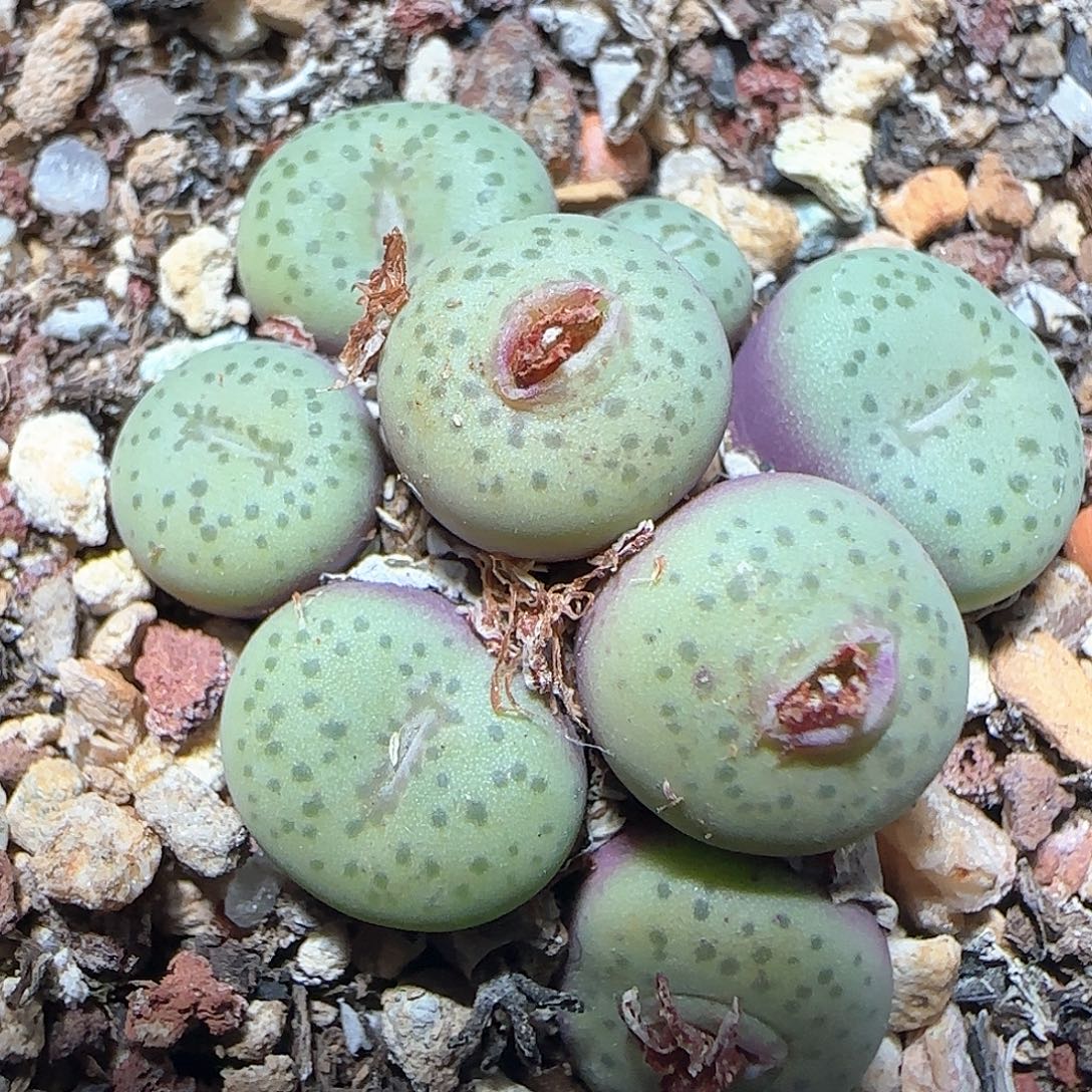 哈哈哈哈哈哈哈71