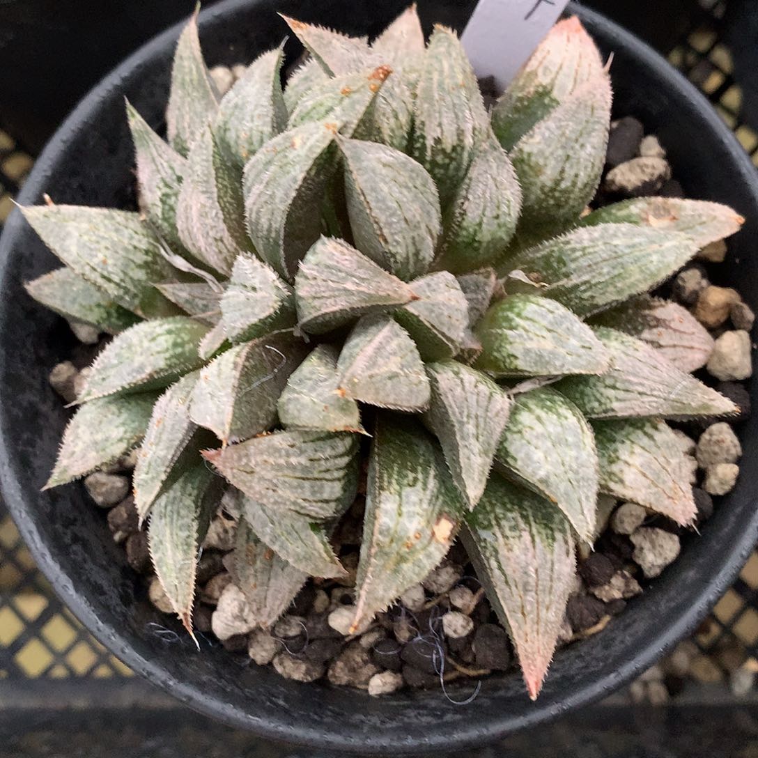 实生寿带人土发货tku