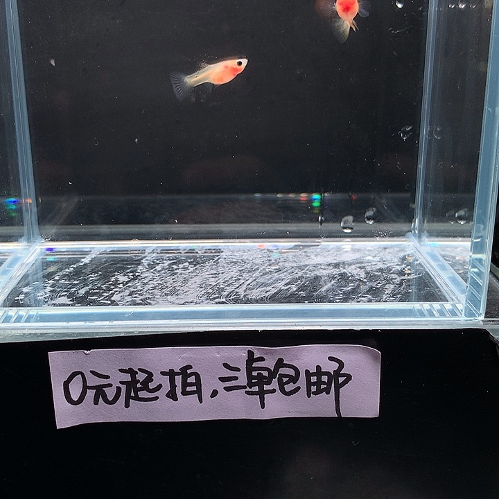 孔雀鱼粉猫幻彩一对