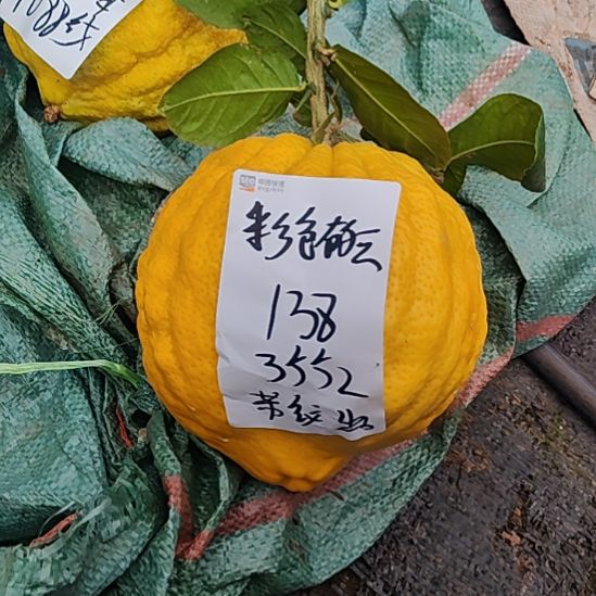 彩***云小黄金哥哥哥哥哥哥哥哥哥哥哥