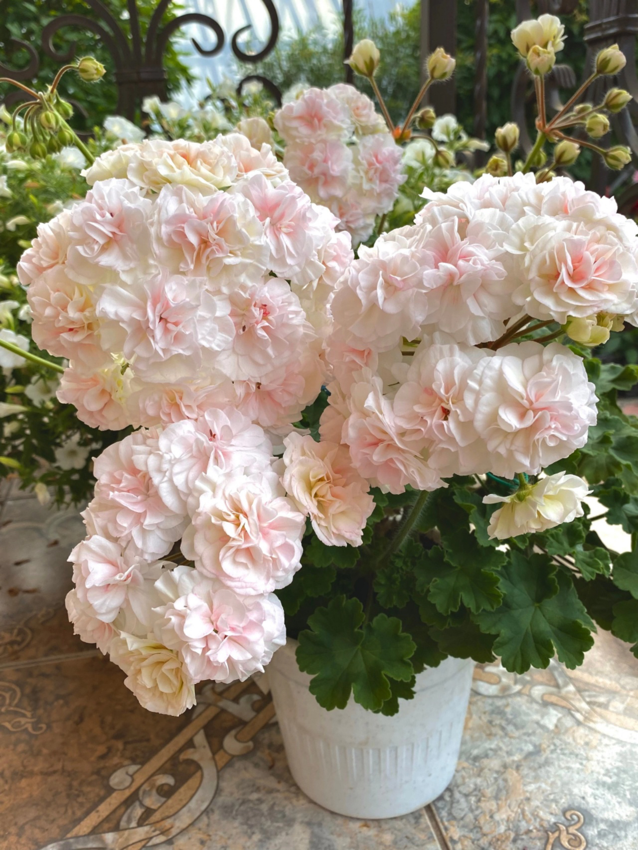 天竺葵加琳娜乌兰诺瓦重瓣大花球