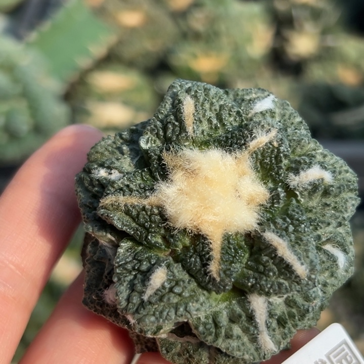 209 无根 仙人球的故事是